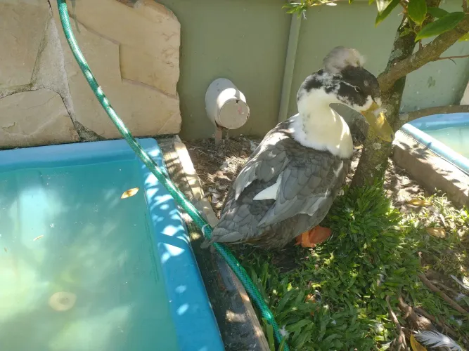 Vendo Marreco de pompom macho