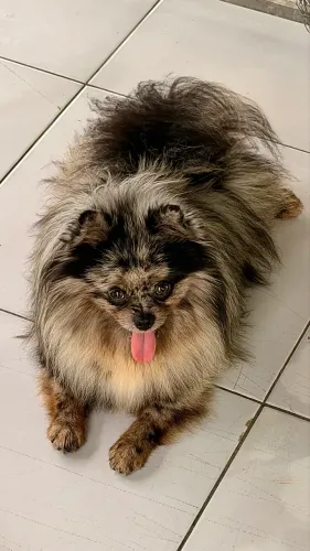 Spitz alemão Merle pequeno 