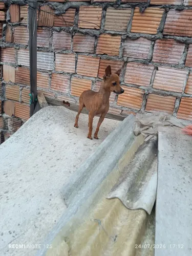Vendo Pinscher Reprodutor 