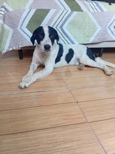 Cachorro pra doação 