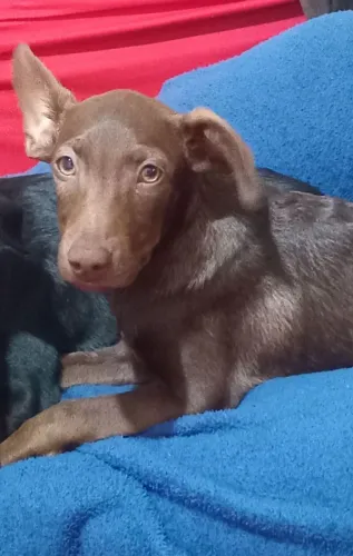 Doação de cachorrinha fêmea filhote