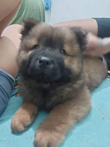 Chow chow