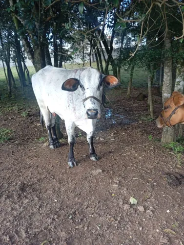 Vaca girolanda