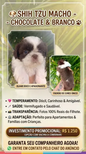 ? ? Filhote de Shih Tzu macho chocolate com branco ? ?