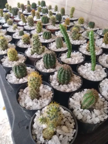 Lindas mudas de cactos PROMOÇÃO BANDEJA C 15, R$30,00