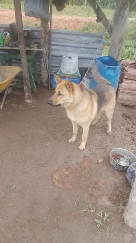 Doando cachorro 