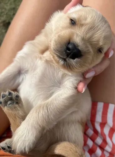 Golden Retriever fofura peludo