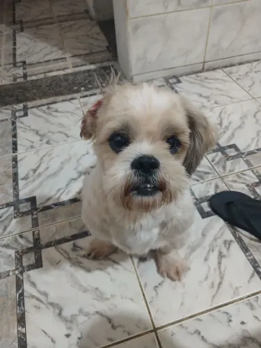 Shihtzu lhasa macho 3 anos