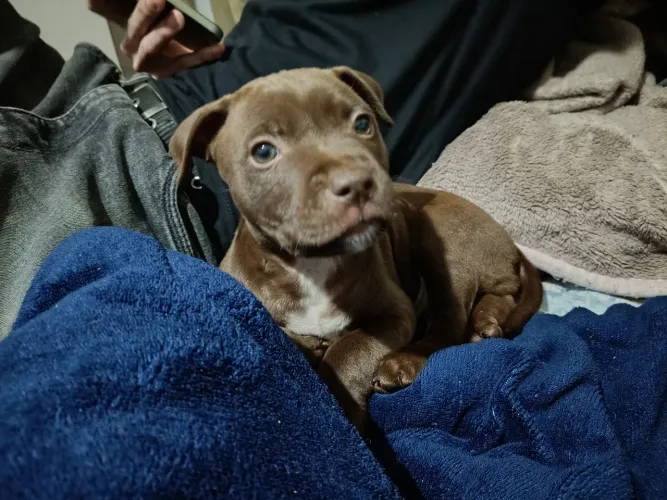 Pitbull fêmea 48 dias 