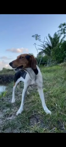 Cão fox serrano 2 anos e 2 meses 
