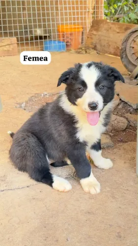 Filhote Border Collie