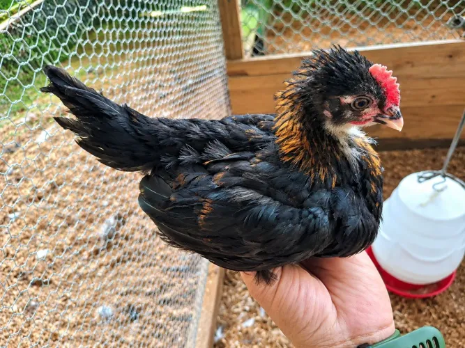 Franguinho da raça marans (Black cooper)