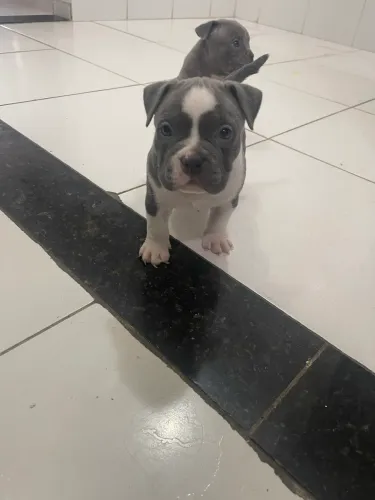 Américan bully puro com pedigree 