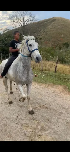 Cavalo mangalarga marchador 