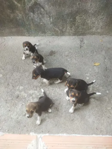 Vendo filhote cão bigo