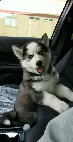 Husky siberiano fêmea
