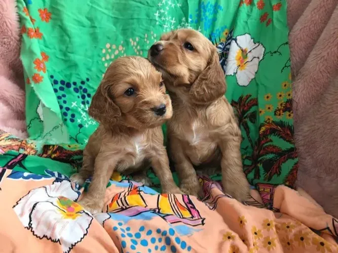 Cocker spaniel carinhoso, bonito e brincalhao