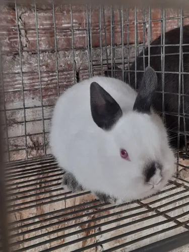 Mini coelho