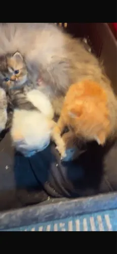 Lindo filhotes de gato persa