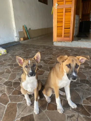 doacao de cachorros