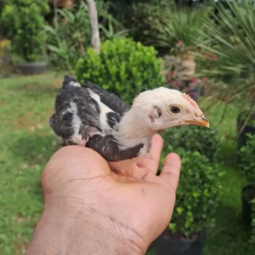Franguinhas e Franguinhos Caipira