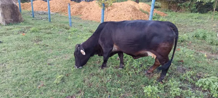 Mini Vaca
