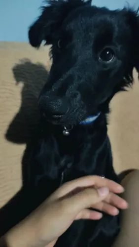 Doando cachorro 