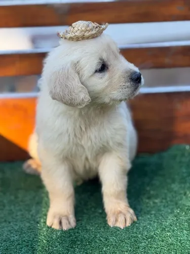 Quer conferir os filhotes disponíveis? Chama no WhatsApp, estou te esperando. Golden