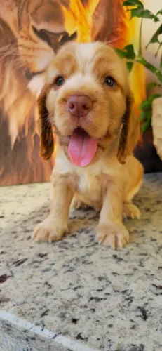 Quem gosta de Cocker vai querer conhecer estes filhotes