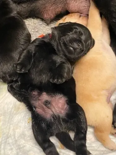 Filhotes de Labrador | Muito carinho envolvido!