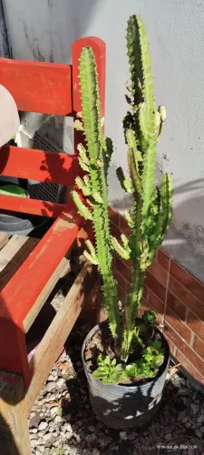 Cacto grande