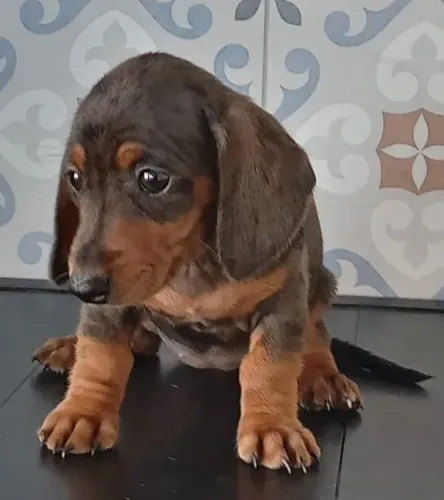 Basset Daschund arlequim kaninchen