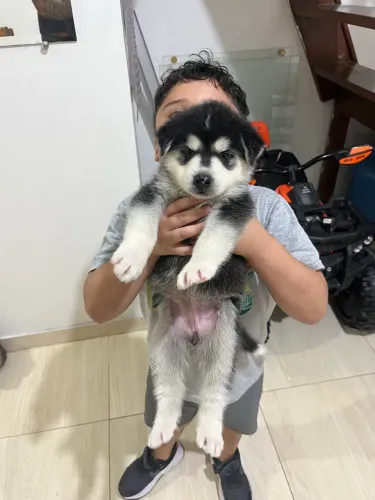 Husk siberiano