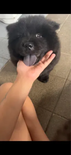 Chow chow