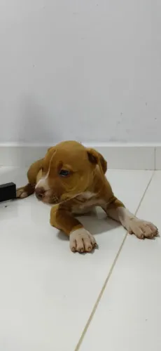 Filhote de Pit Bull 
