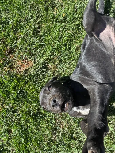 Cane corso italiano macho