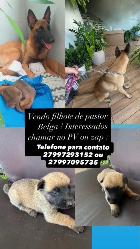 FILHOTES DE PASTOR BELGA A vendar