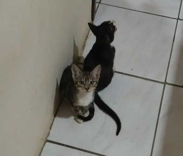 Doação de gatas fêmeas - 2 meses