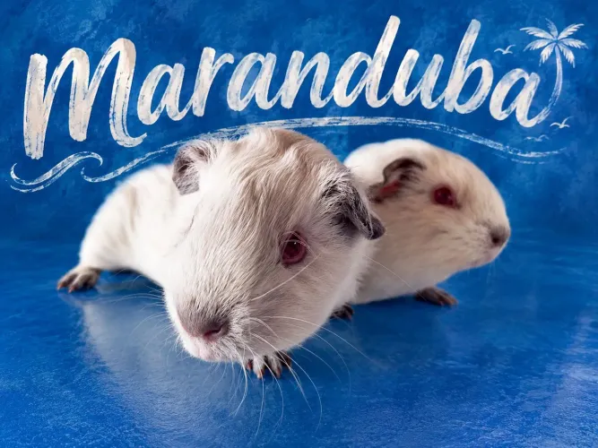 2 porquinhos da índia machos Maranduba
