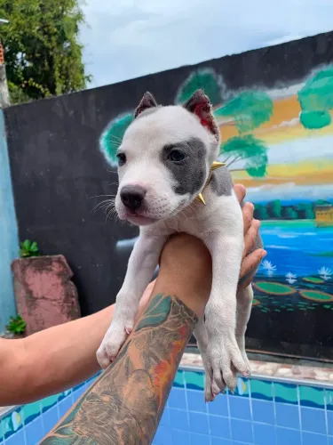 Filhota de pitmonster