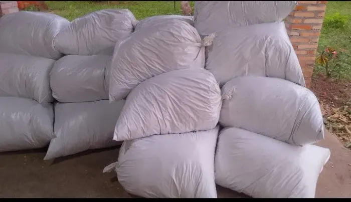 Silagem de milho,com 100% dos grãos 