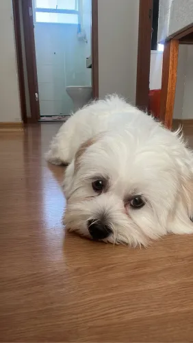 Lhasa Apso para cruzar