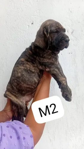 Fila Brasileiro,  Gigantes filhotes 