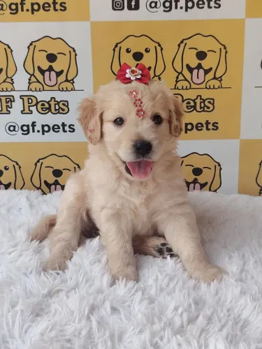 Golden Retriever fêmea ótima linhagem