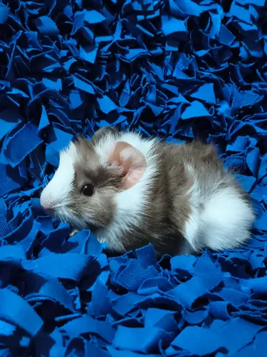 Porquinho da índia abissínio branco