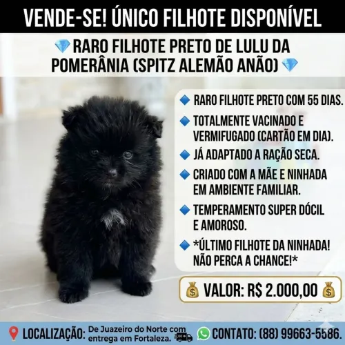 Filhote Lulu da Pomerânia