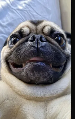 PUG procura namorada 