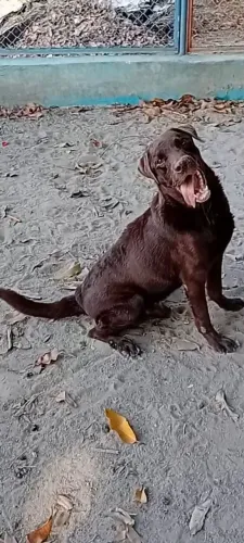 Labrador macho 2 anos cor chocolate valor 600 reais