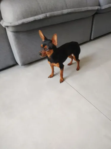 Pincher 1