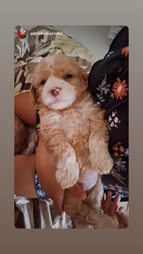 Poodles